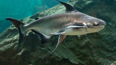 Photo of Vietnam Pangasius (Basa) Market Overview 2021, Industry Trends, Upcoming Demands, Report by 2026